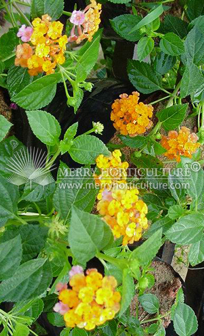 Lantana camara 'Spreading Sunset'